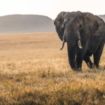 The Elephant Personality
